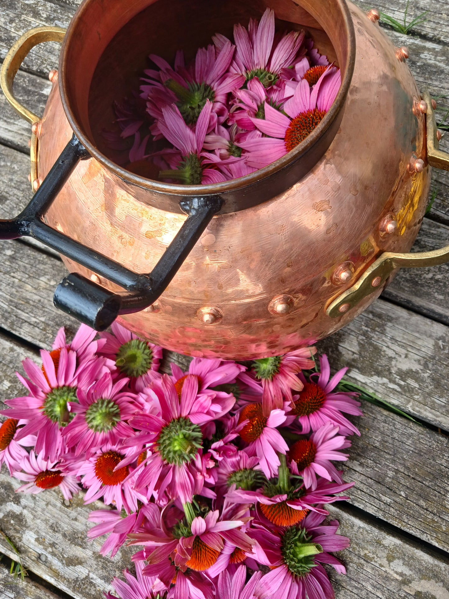 Echinacea facial Toner 100ml