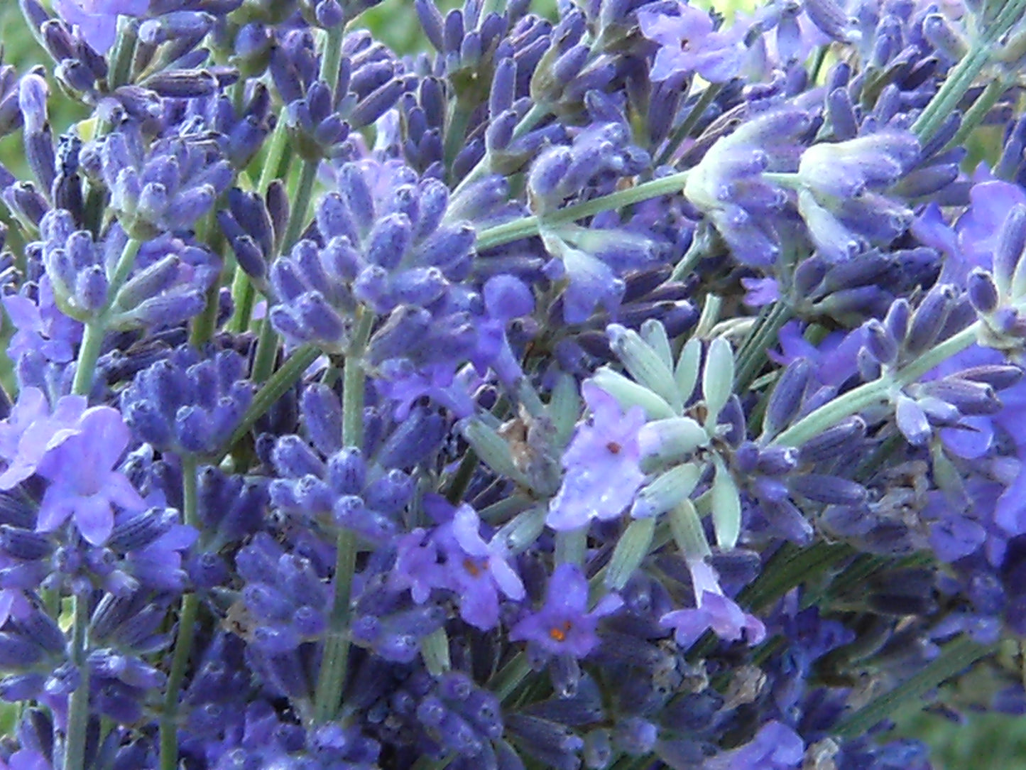 Lavender massage oil 100ml