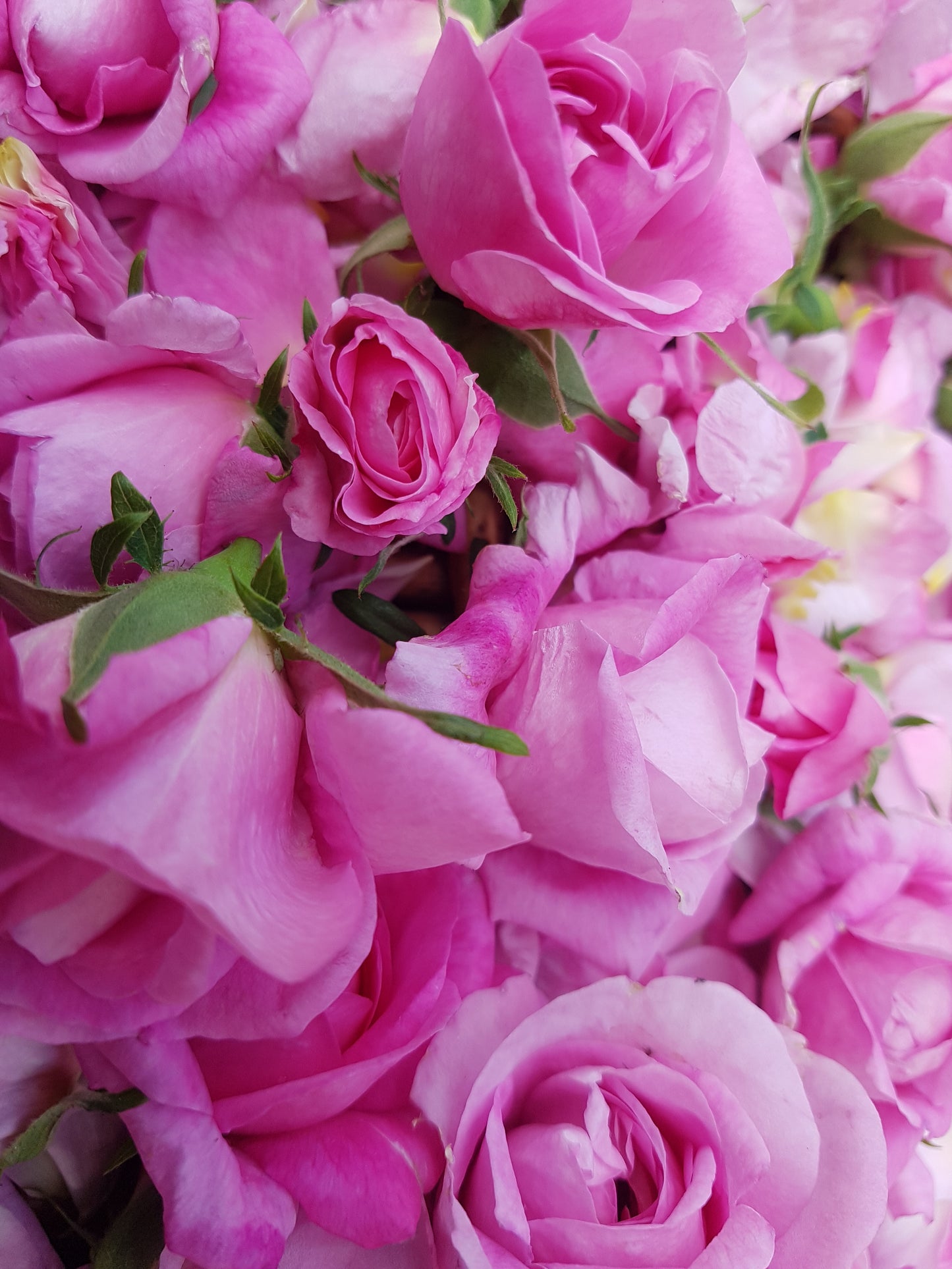 Rosehip facial serum 25ml