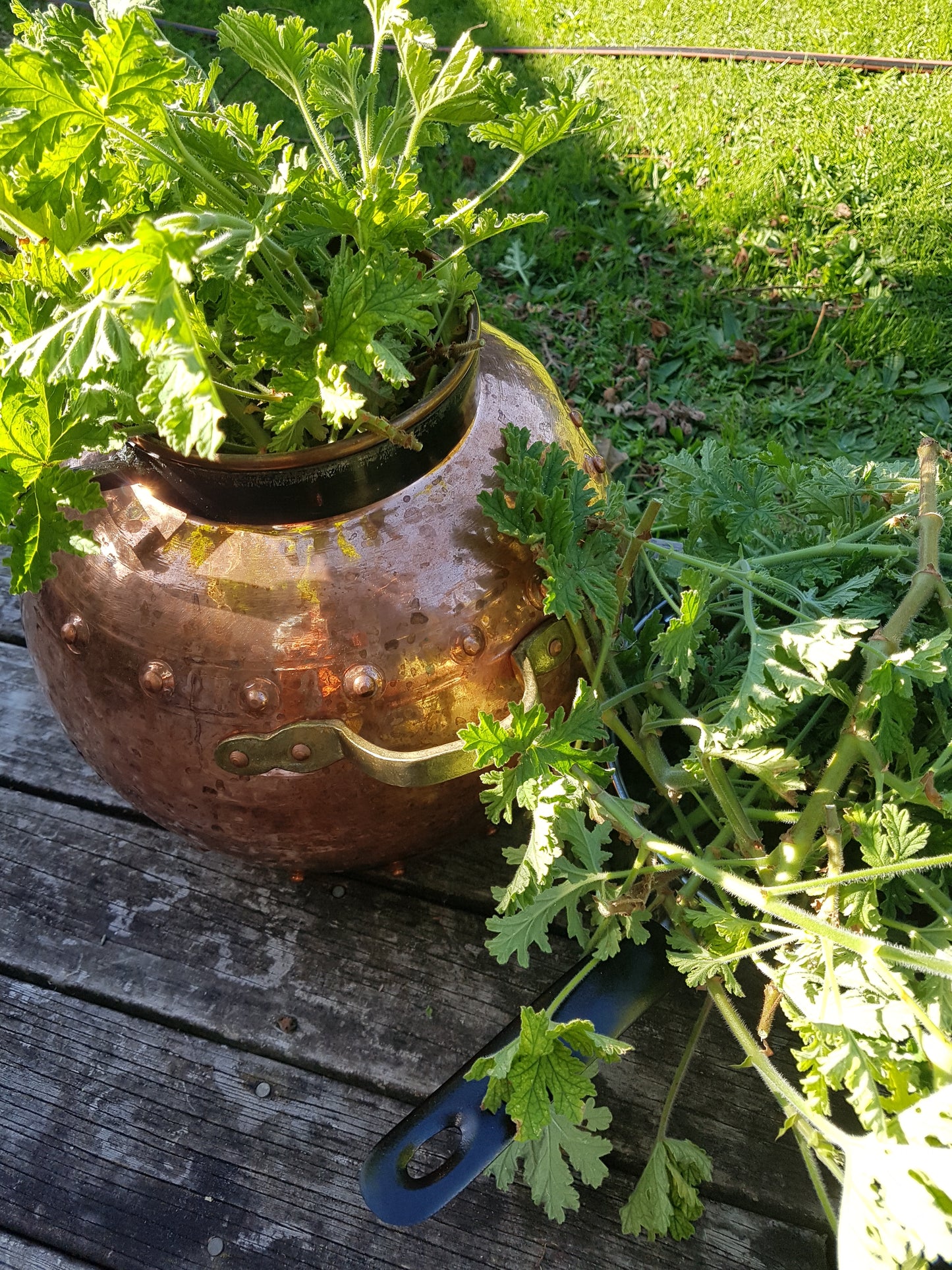 Rose Geranium Facial Toner 100ml