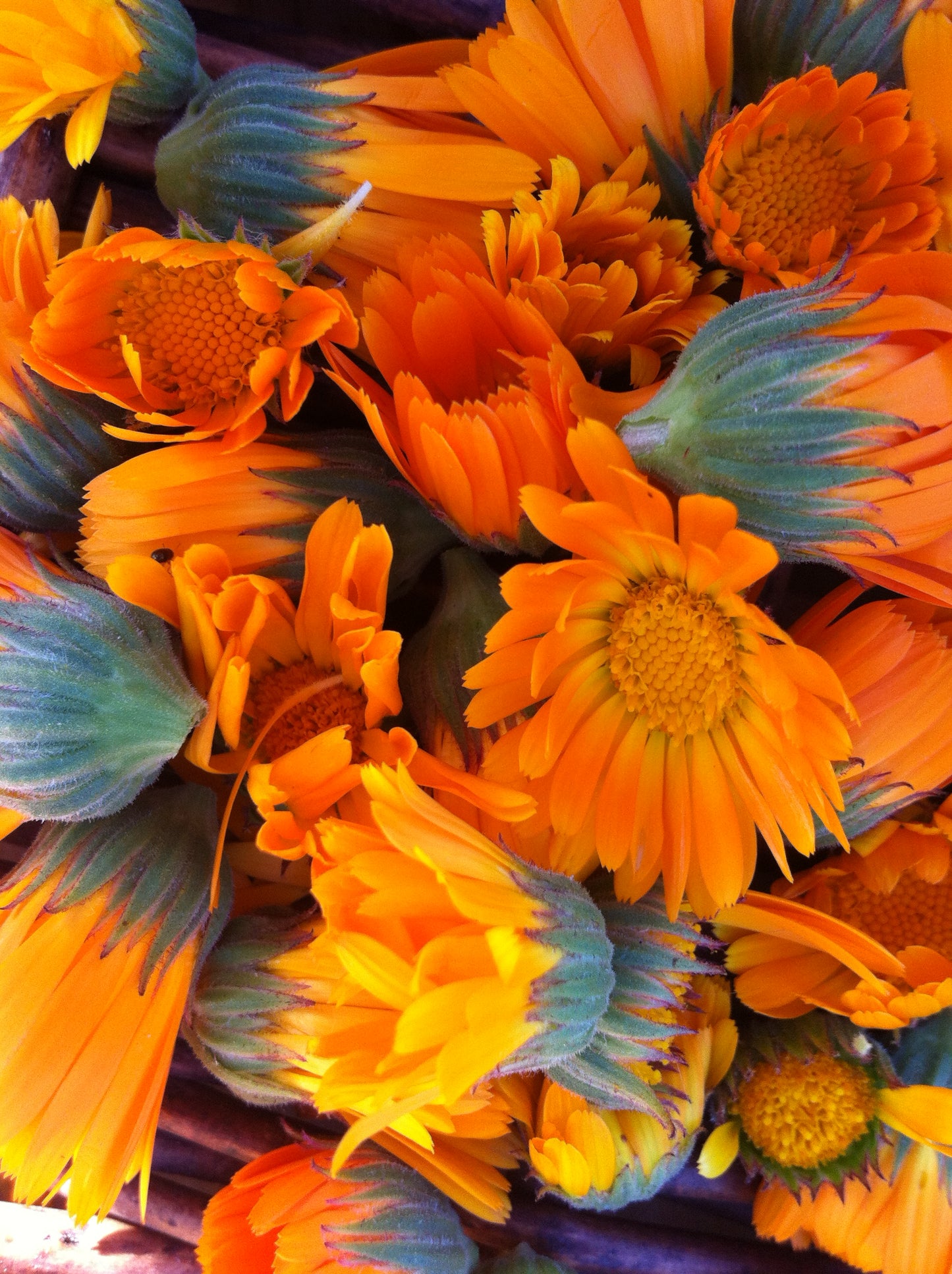 Calendula facial cleansing bar