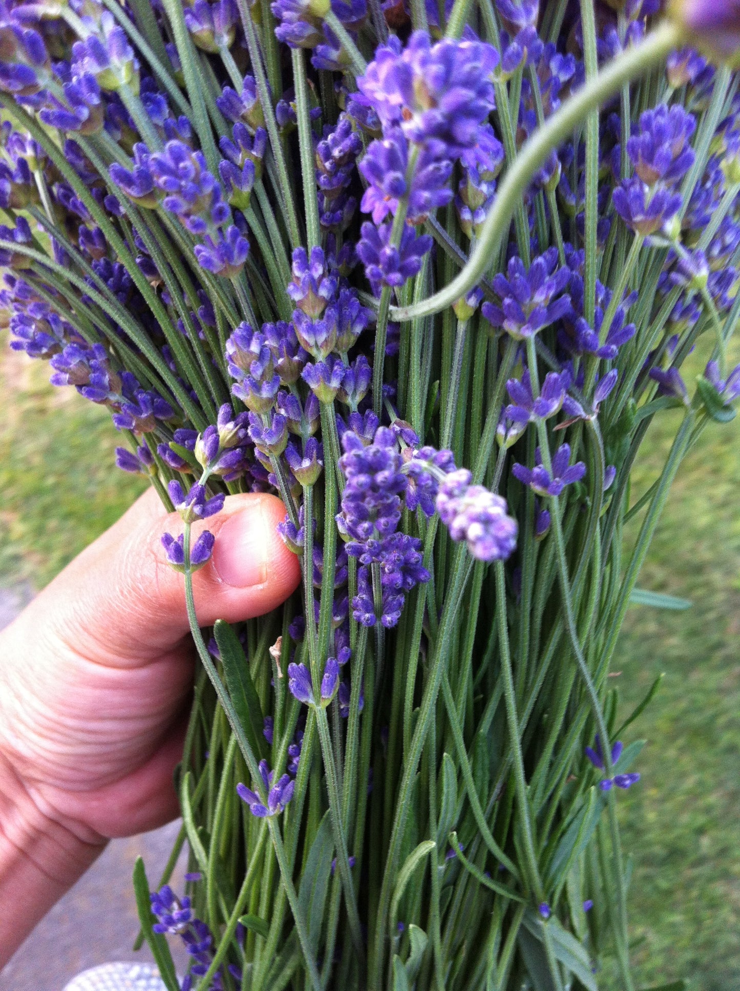 Lavender sleeping balm 10g Tin