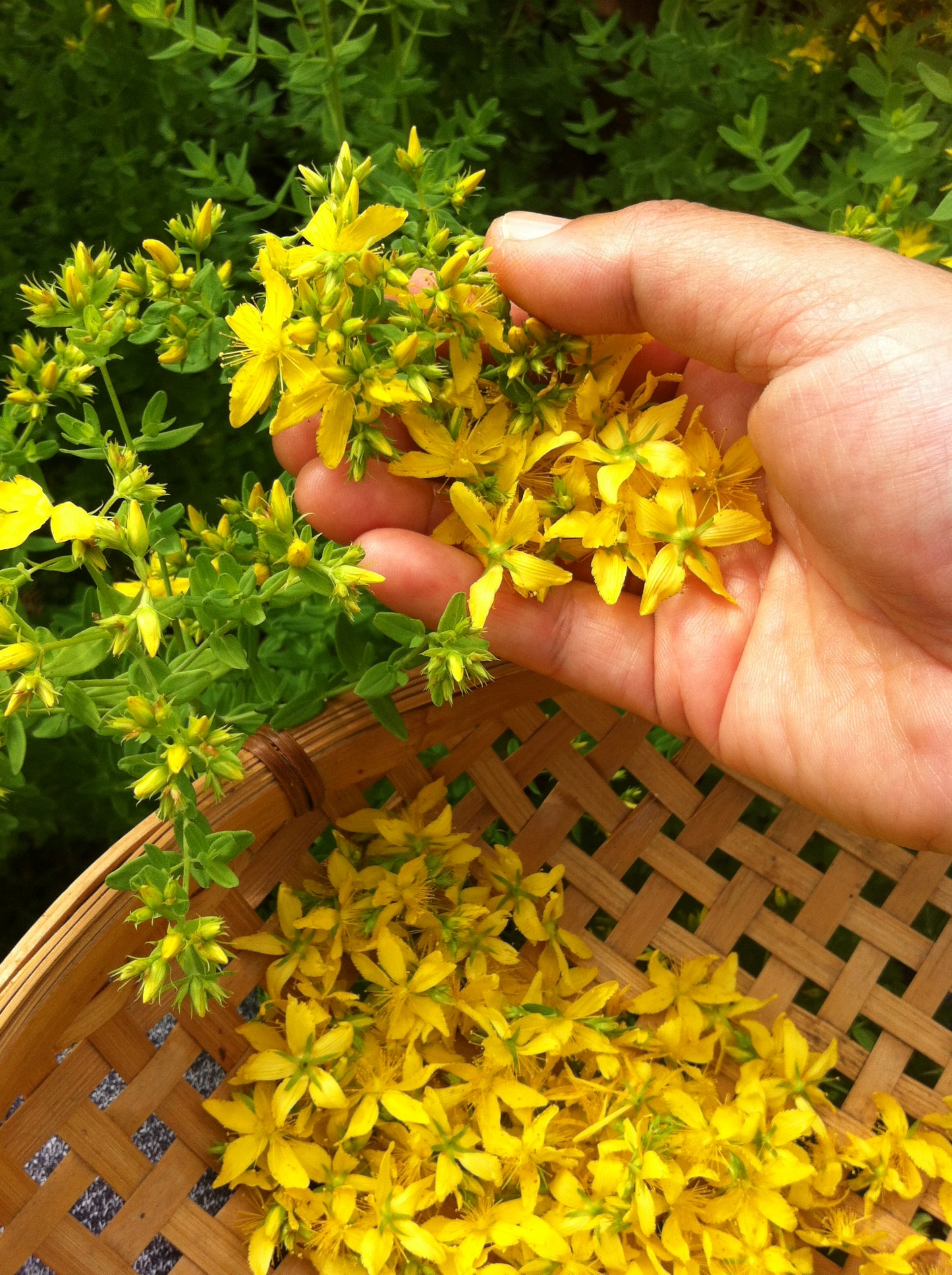 Arnica & Hypericum Balm 30g