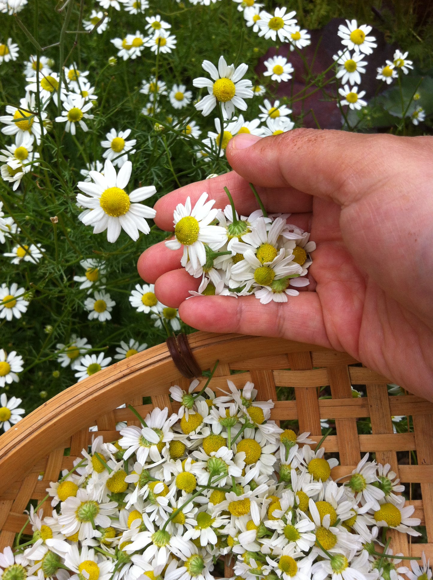 Chamomile facial toner 100ml