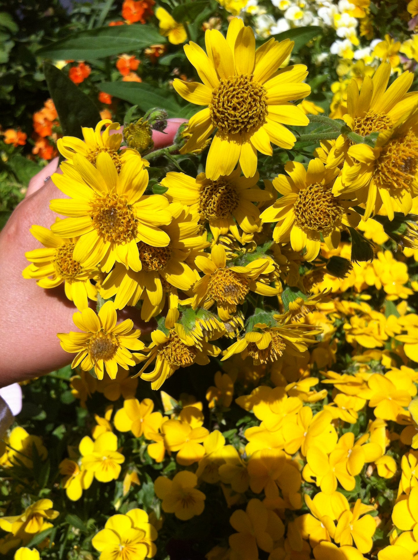 Arnica & Hypericum Balm 30g