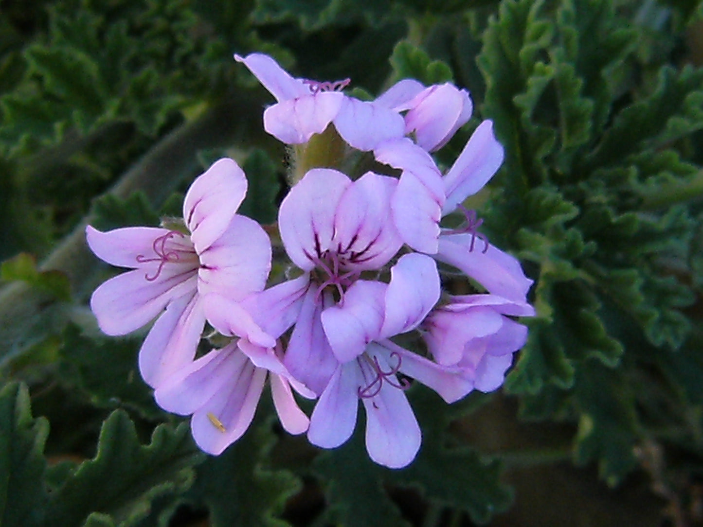 Rose Geranium aroma perfume 8ml