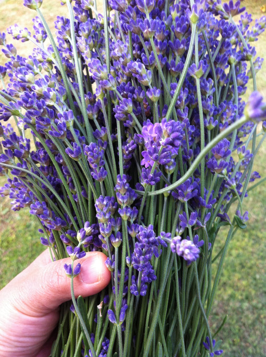Lavender sleeping bag