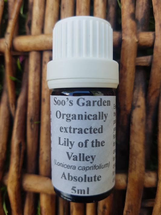 Lily of the Valley absolute 5ml
