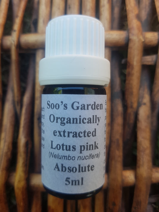 Lotus pink absolute 5ml